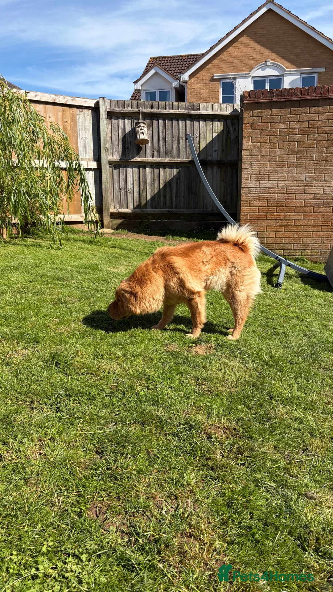 Shar Pei dogs for sale: Beautiful Bearcoat Shar Pei Female (5 yr old) - Advert 22