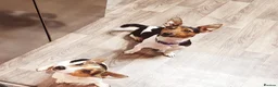 Jack Russell dogs for sale: GORGEOUS TRI-COLOURED JACK RUSSELL PUPPIES - Advert 7