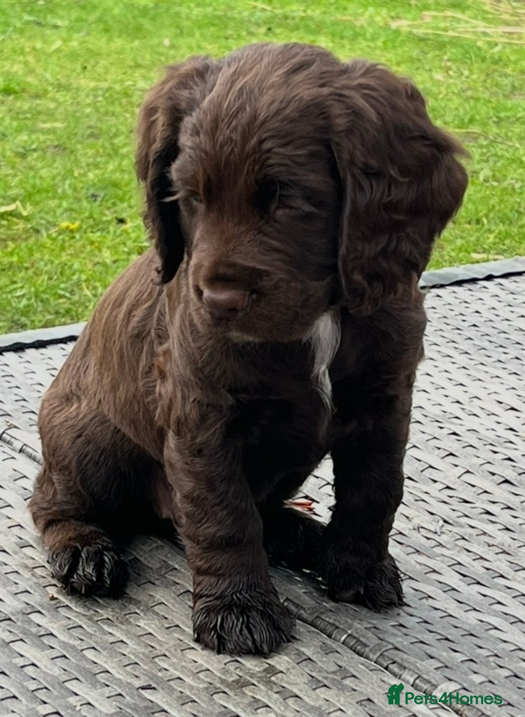Cocker Spaniel dogs for sale: Wonderful cocker spaniel puppies for sale  - Advert 4