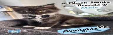 Maine Coon 1