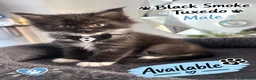 Maine Coon cats for sale: 2 females left ready now  - Advert 22