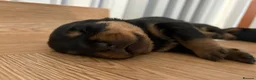 Rottweiler dogs for sale: 🤍PRADAS PUPPYS 🤍 in Wick - Advert 10