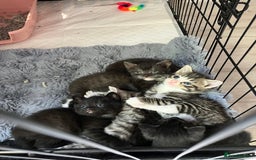 Russian Blue cats for sale: Beautiful Russian blue x kittens  - Image 1