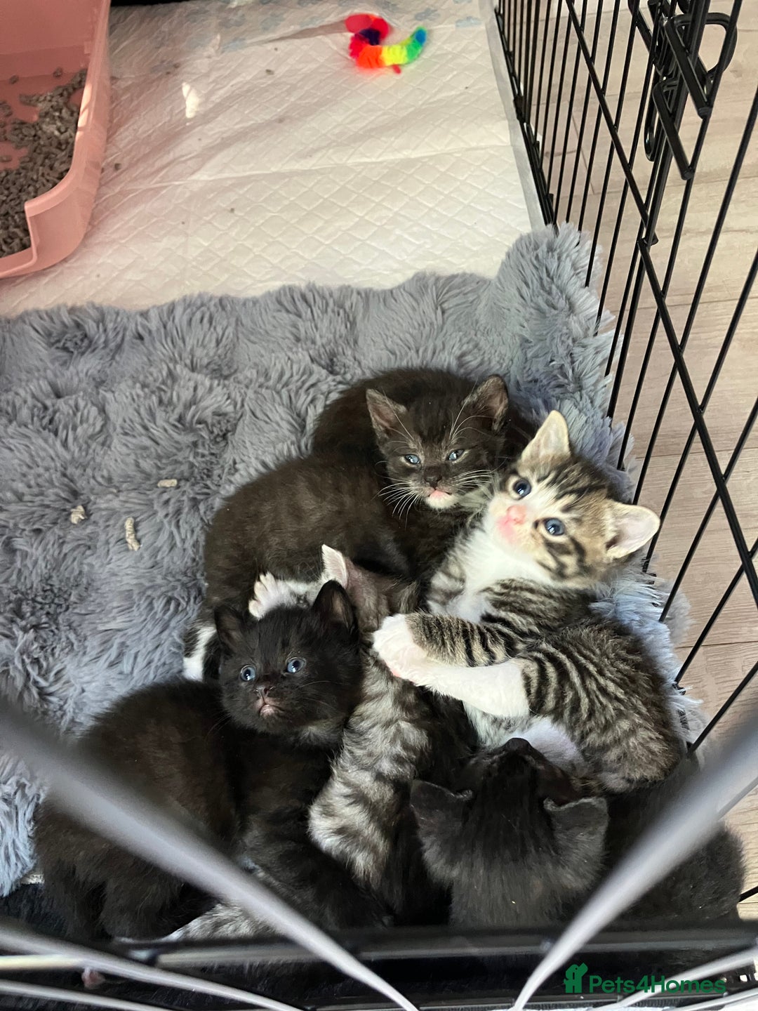 Russian Blue cats for sale: Beautiful Russian blue x kittens  - Image 1