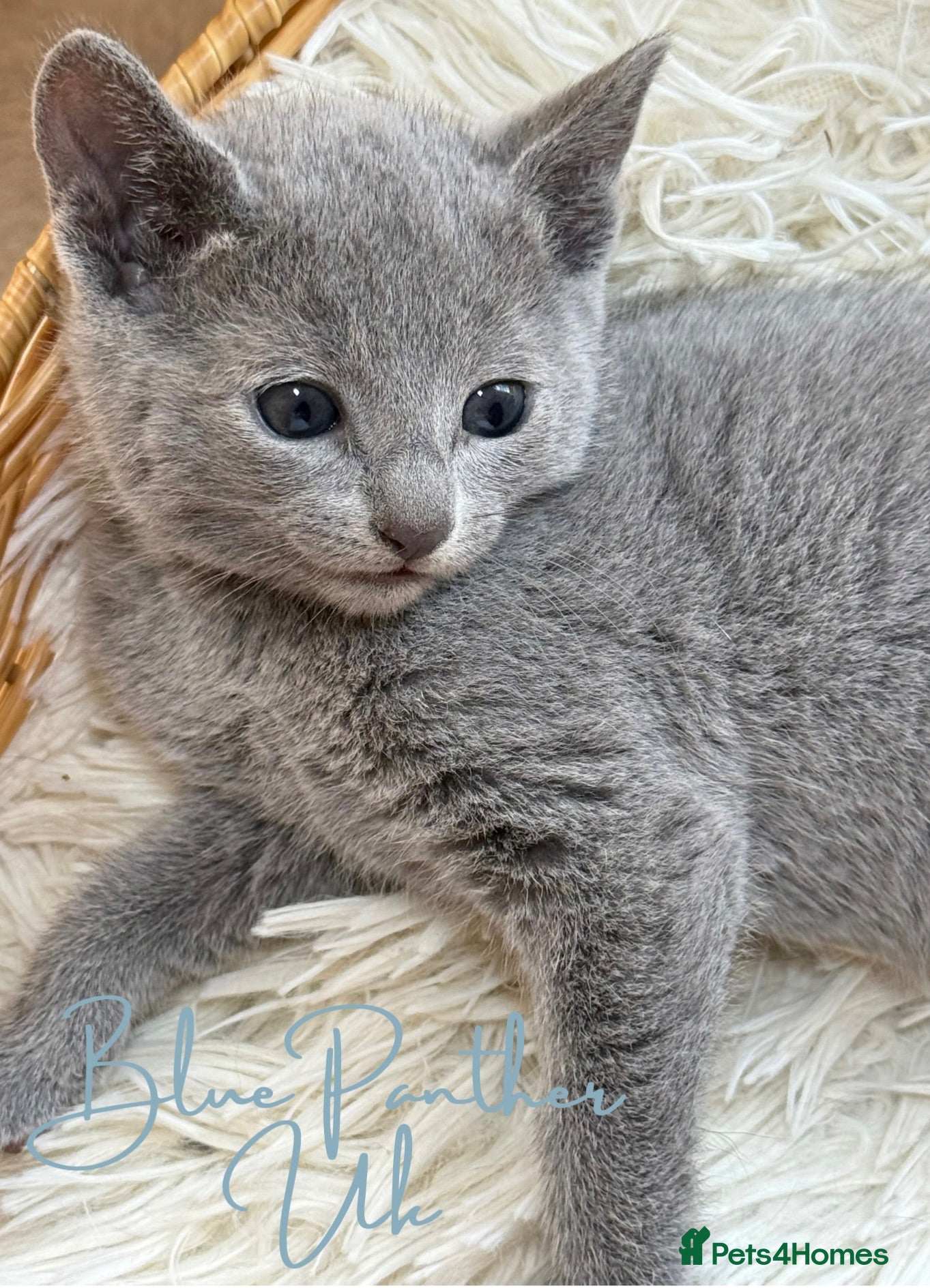 Russian Blue cats 🥇TOP Quality TICA Pedigree Russian Blue Kittens - Advert 16