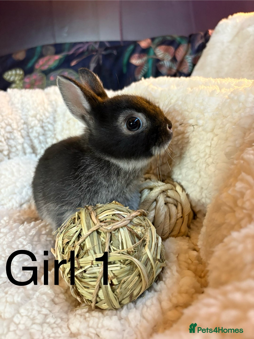 Netherland Dwarf rabbits for sale: Stunning netherland dwarfs (vaccinated)  - Advert 3