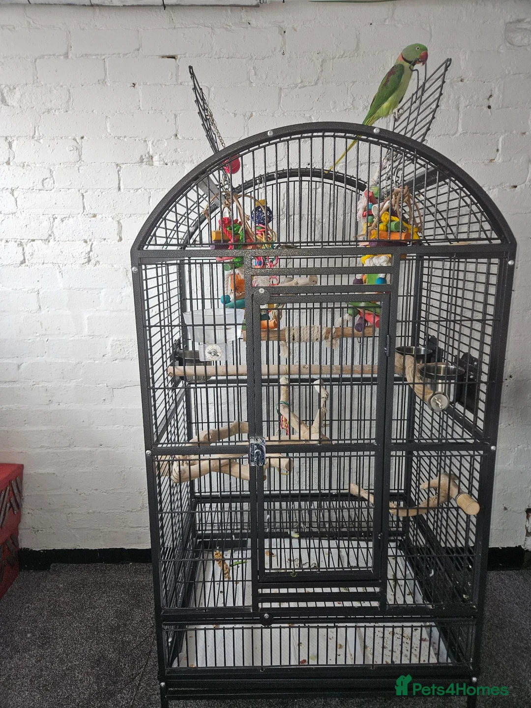 Ringnecks birds for sale: Indian ringneck in Sunderland - Advert 2