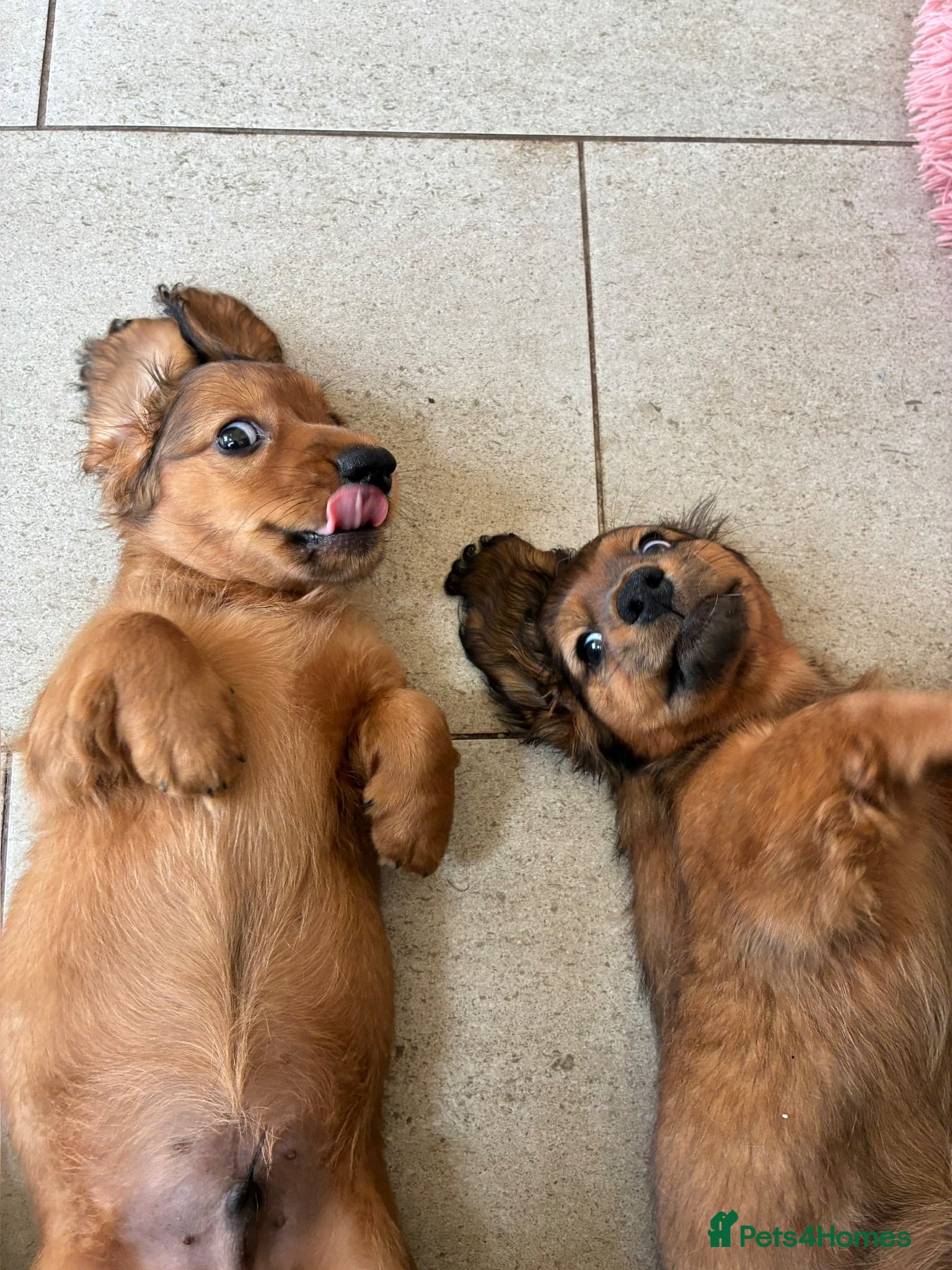 Miniature Dachshund dogs Miniature Longhaired Dachshund - Advert 1