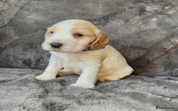 Cocker Spaniel dogs for sale: KC Show Type Cocker Spaniel Pups - Family Home  - Image 16