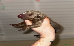 Dobermann dogs for sale: Champion bloodline  - Advert 4