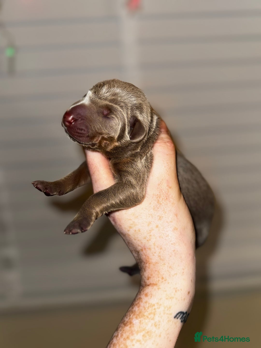 Dobermann dogs for sale: Champion bloodline  - Advert 4