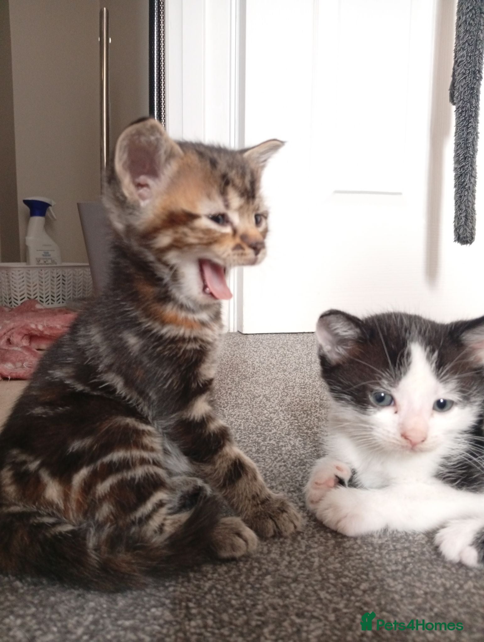 Mixed Breed cats Kittens 😻 - Advert 9