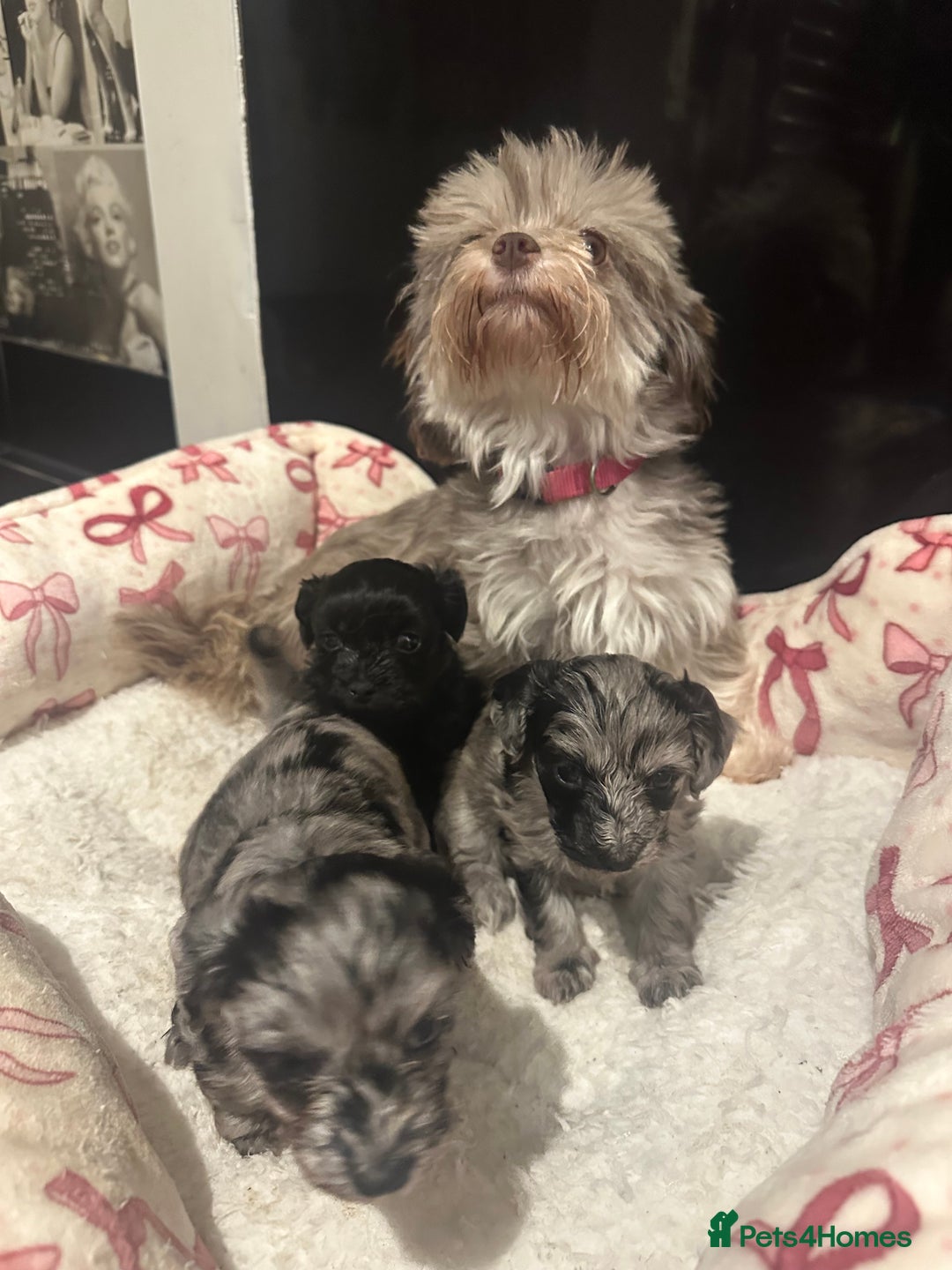 Maltipoo dogs for sale: Maltipoo rare merle colours  - Image 17
