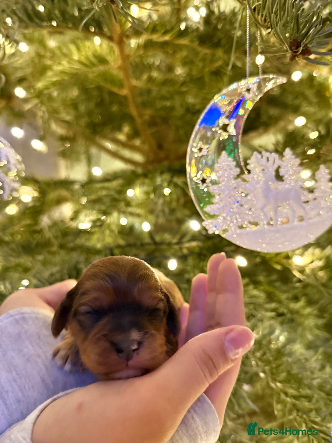 Cavapoo dogs for sale: Gorgeous Cavapoo Puppies  - Advert 9