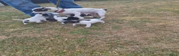 Jack Russell dogs for sale: Jack Russell puppies  - Advert 3