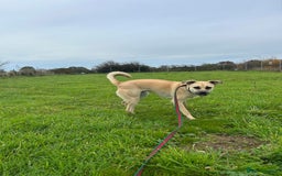 Mixed Breed dogs for adoption: Rocco - Norwich Norfolk  - Image 15