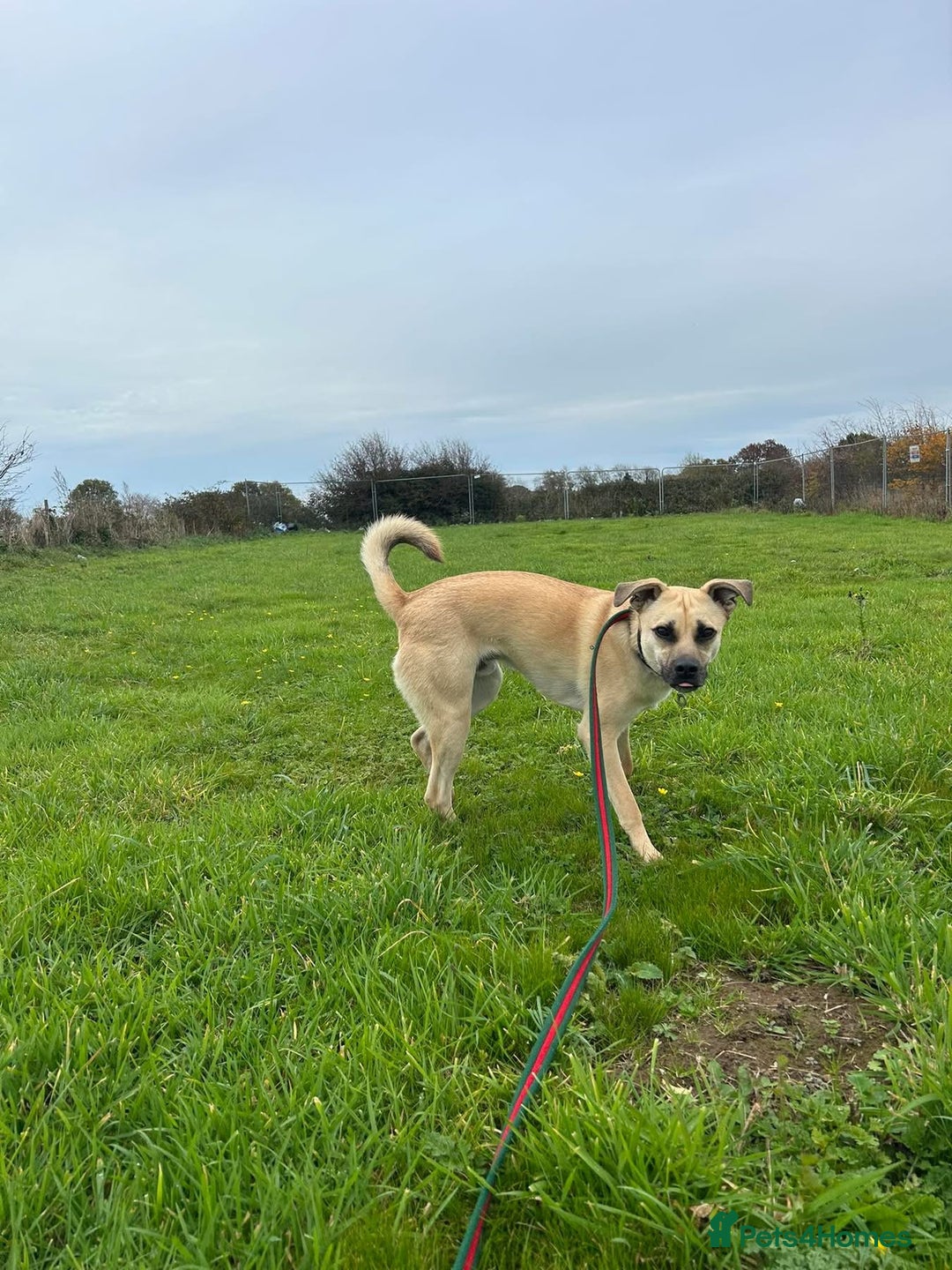 Mixed Breed dogs for adoption: Rocco - Norwich Norfolk  - Image 15