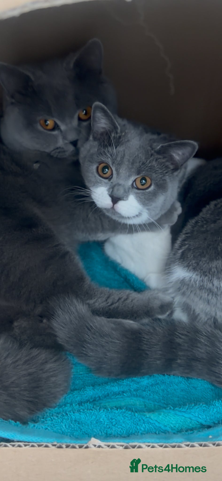 British Shorthair cats pedigree kittens  - Advert 1