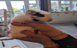 Guinea Pig rodents for sale: Rescue female guinea pigs  - Image 2