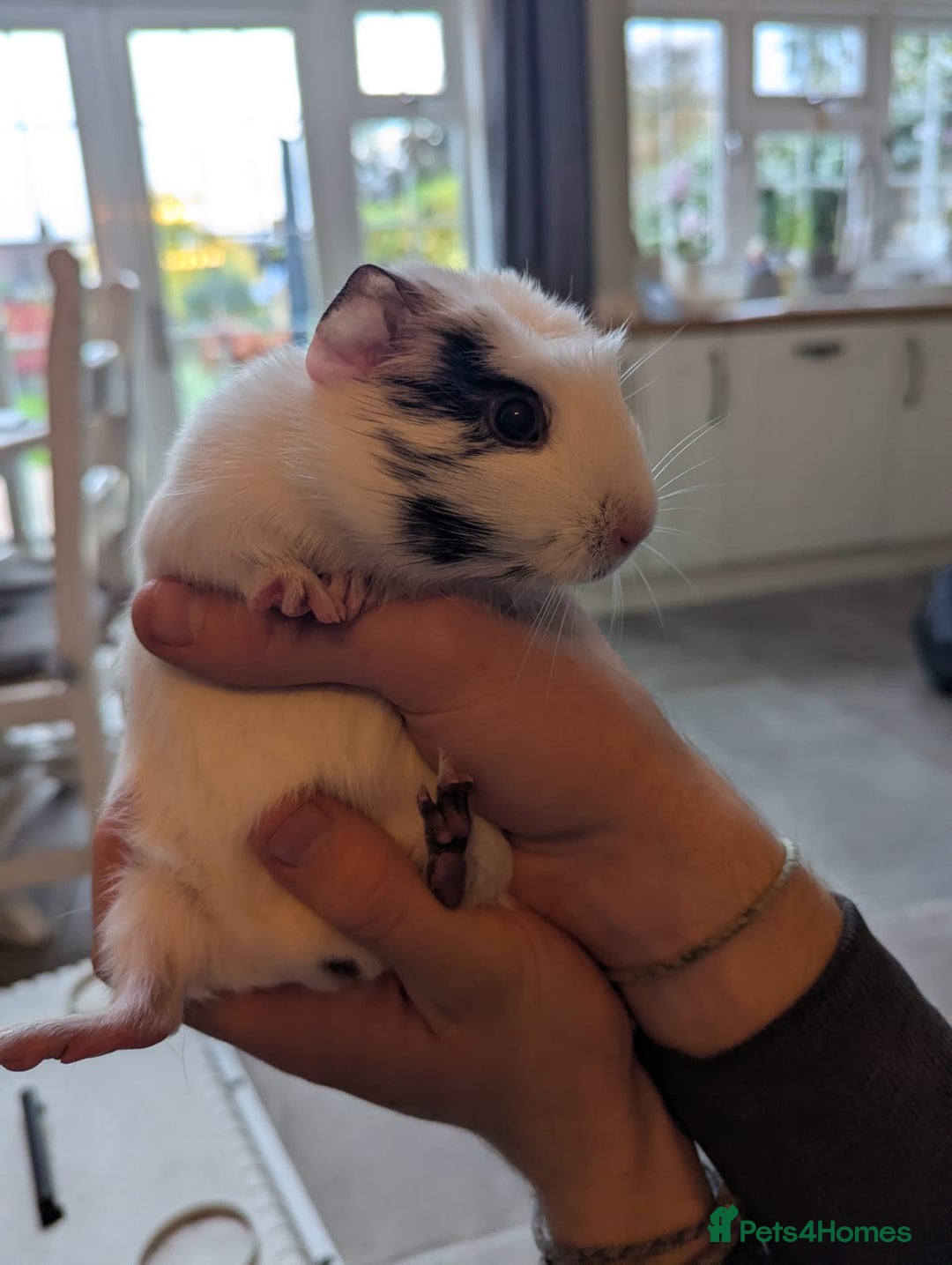 Guinea Pig rodents for sale: Rescue female guinea pigs  - Image 2