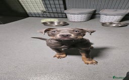 Mixed Breed dogs for sale: 9 month old Cane corso mixed breed  in Bradford - Image 1