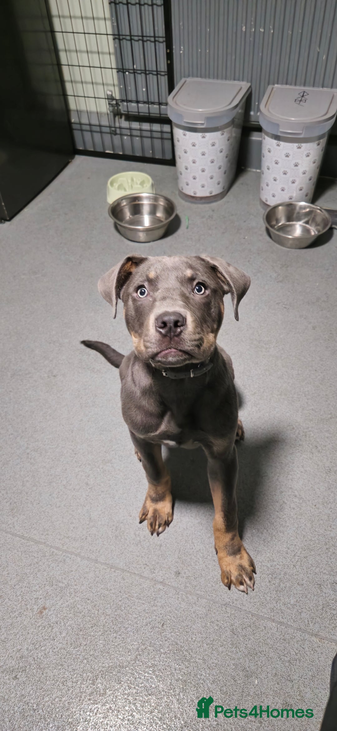 Mixed Breed dogs for sale: 9 month old Cane corso mixed breed  in Bradford - Image 1