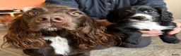 Cocker Spaniel dogs for sale: 6 Week old Working Cocker Spaniel Puppies - Advert 8