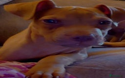 American Bull Staffy dogs for sale: Last 2 baby boys needing their forever home - Image 10