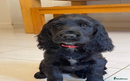 Sprocker dogs for sale: Beautiful Sprocker puppies HEALTH TESTED PARENTS - Image 6