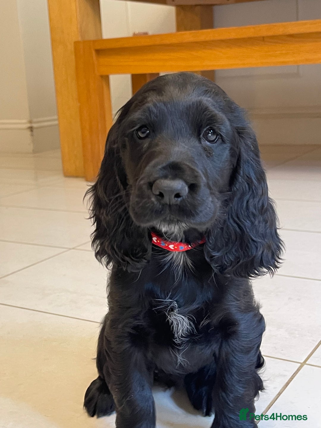 Sprocker dogs for sale: Beautiful Sprocker puppies HEALTH TESTED PARENTS - Image 6