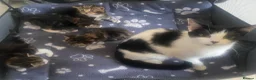 Mixed Breed cats for sale: two oriental x bengal x mainecoon kittens left - Advert 2
