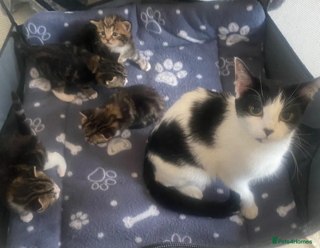 Mixed Breed cats for sale: two oriental x bengal x mainecoon kittens left - Advert 2