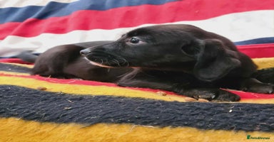 Springador dogs Springador puppies ready for their new homes - Advert 5