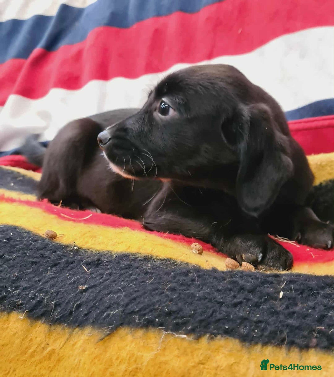 Springador dogs for sale: Springador puppies ready for their new homes - Advert 3