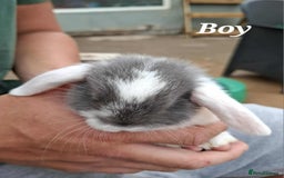 Mini Lop rabbits for sale: Mini lop bunnies  - Image 6