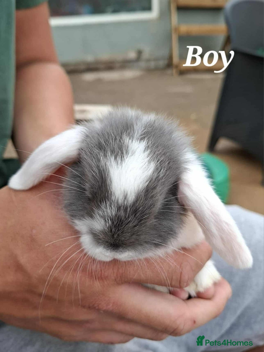 Mini Lop rabbits for sale: Mini lop bunnies  - Image 6