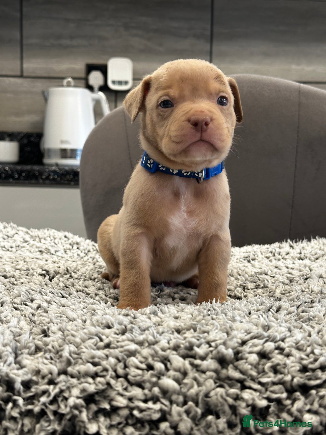 American Bully dogs for sale: ABKC POCKET/MICRO BULLY PUPPIES IMPORT BLOODLINES - Advert 6