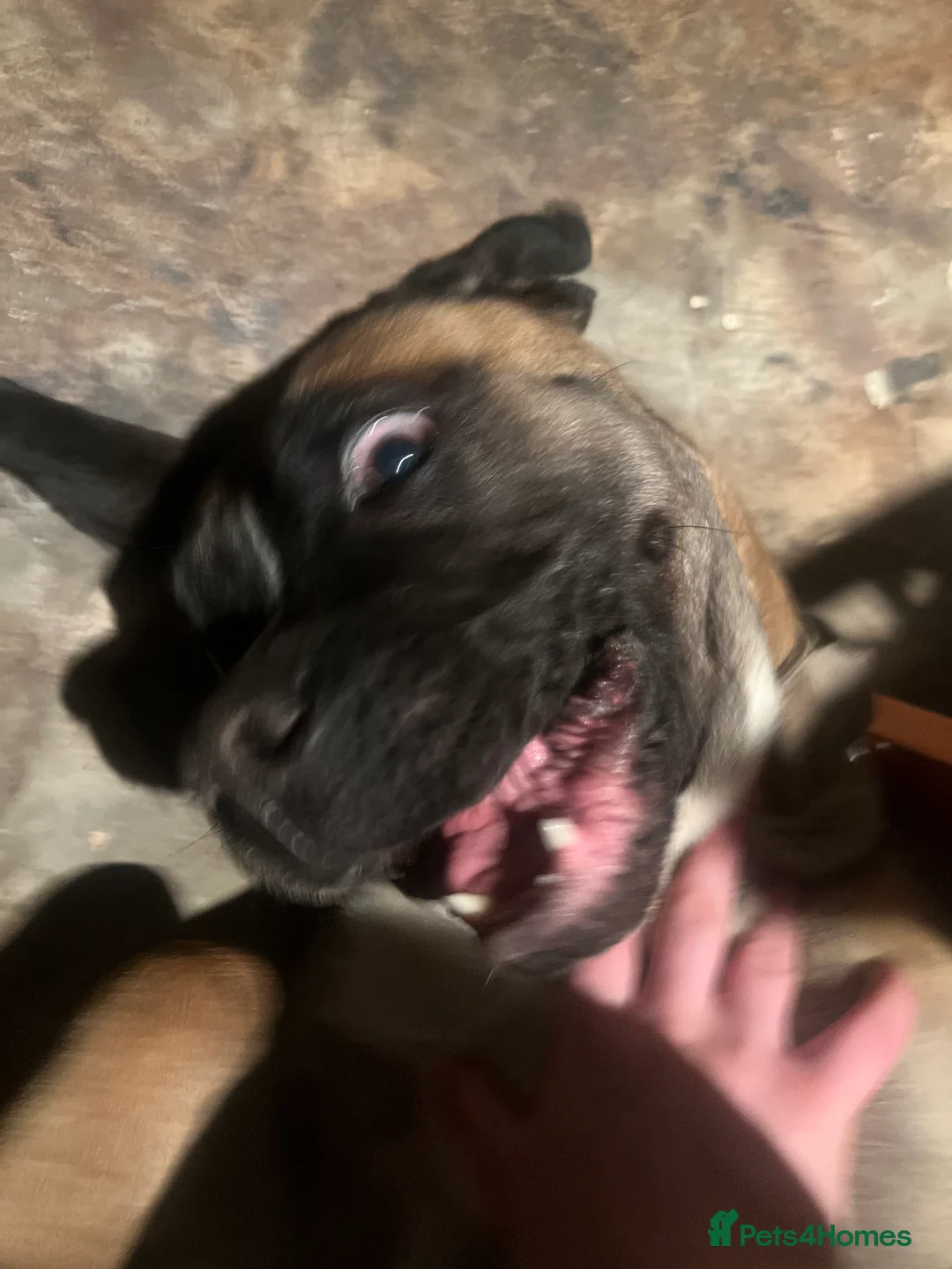 Mixed Breed dogs for sale: loving girl needing forever home  - Advert 5