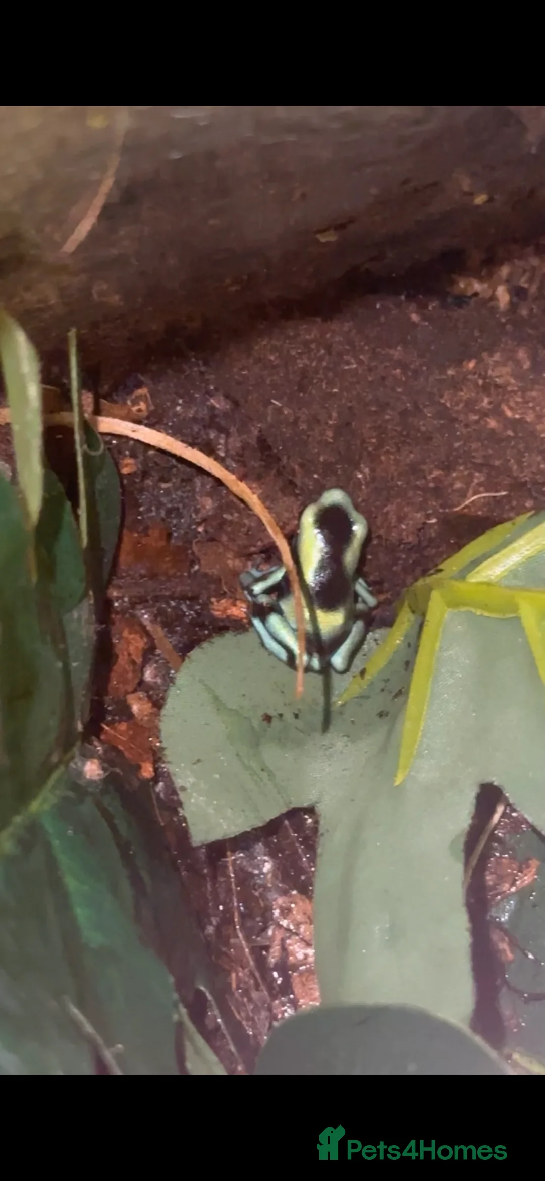 Frog reptiles for sale: Costa Rican Green and Black Dart Frog  - Advert 2