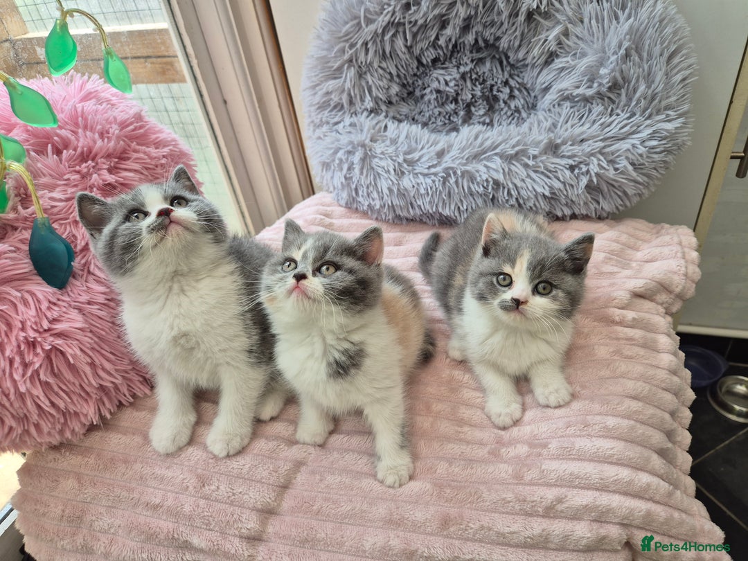 British Shorthair cats for sale: GCCF reg with champions in pedigree - Image 2