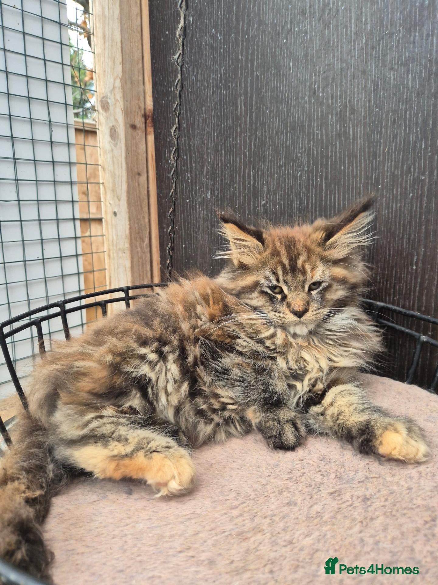 Maine Coon cats for sale: 4 beautuful Maine Coons for new homes - Advert 2