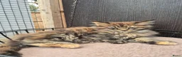 Maine Coon cats for sale: 4 beautuful Maine Coons for new homes - Advert 2