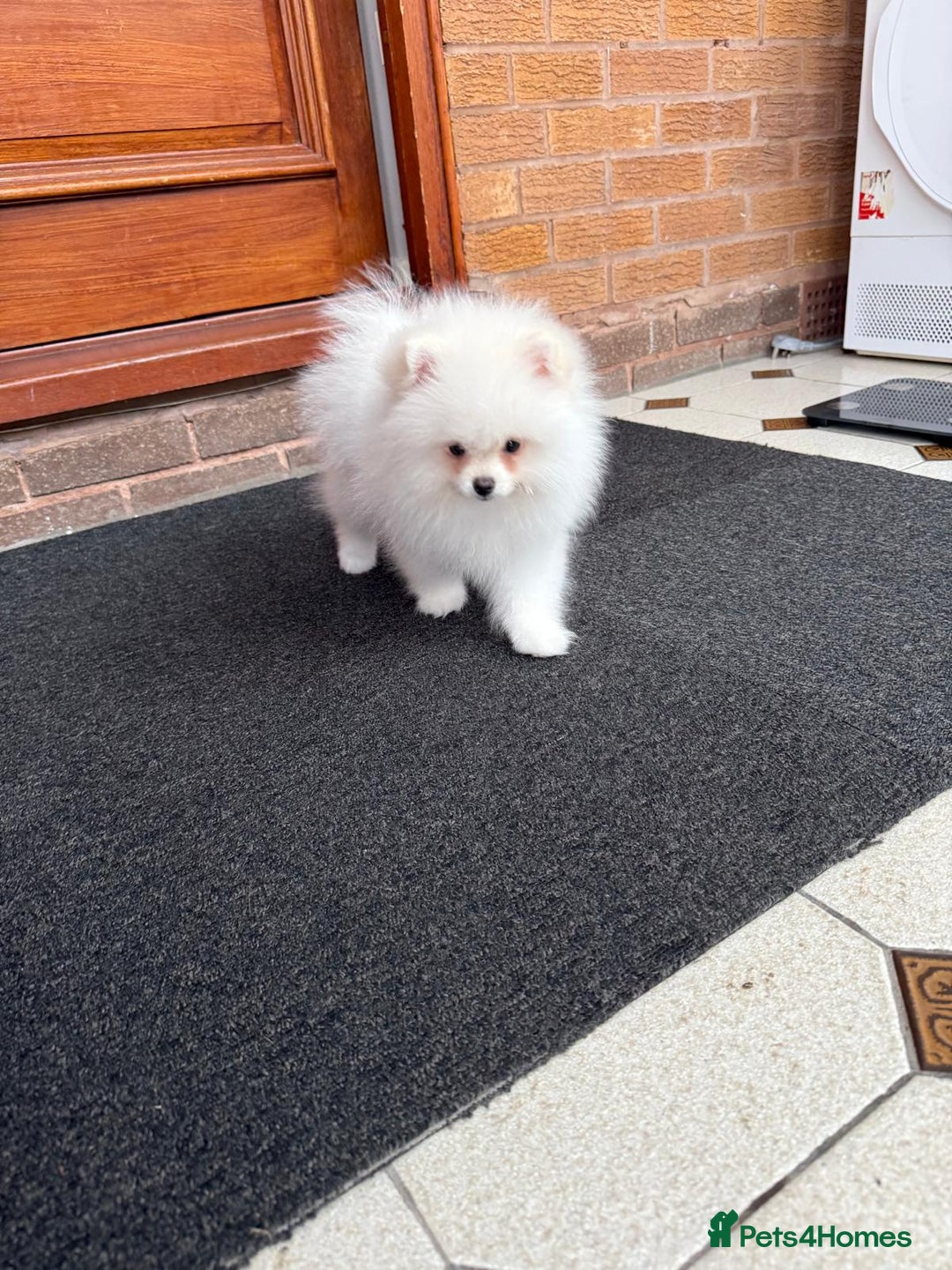 Pomeranian dogs for sale: ** Pomeranian/700g-11 week Champion EU Bloodline  - Image 15
