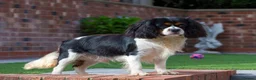 Cavalier King Charles Spaniel dogs for stud: Donnajays 5⭐️health tested proven  - Advert 4