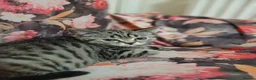 British Shorthair cats for sale: Stunning BSH - Advert 8