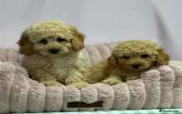 Cavapoo dogs for sale: Adorable Cavapoochon Puppies - Image 16