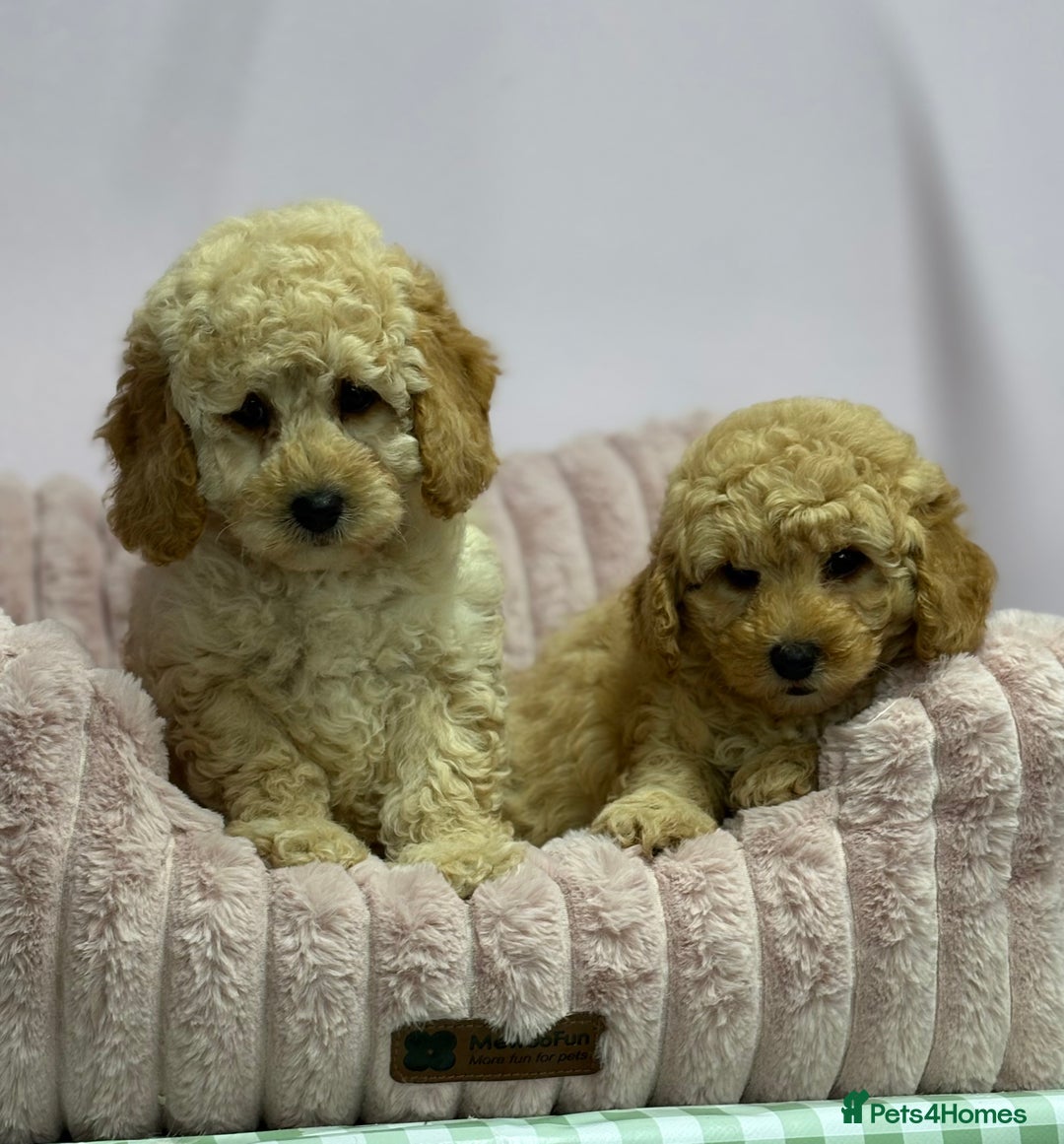Cavapoo dogs for sale: Adorable Cavapoochon Puppies - Image 16