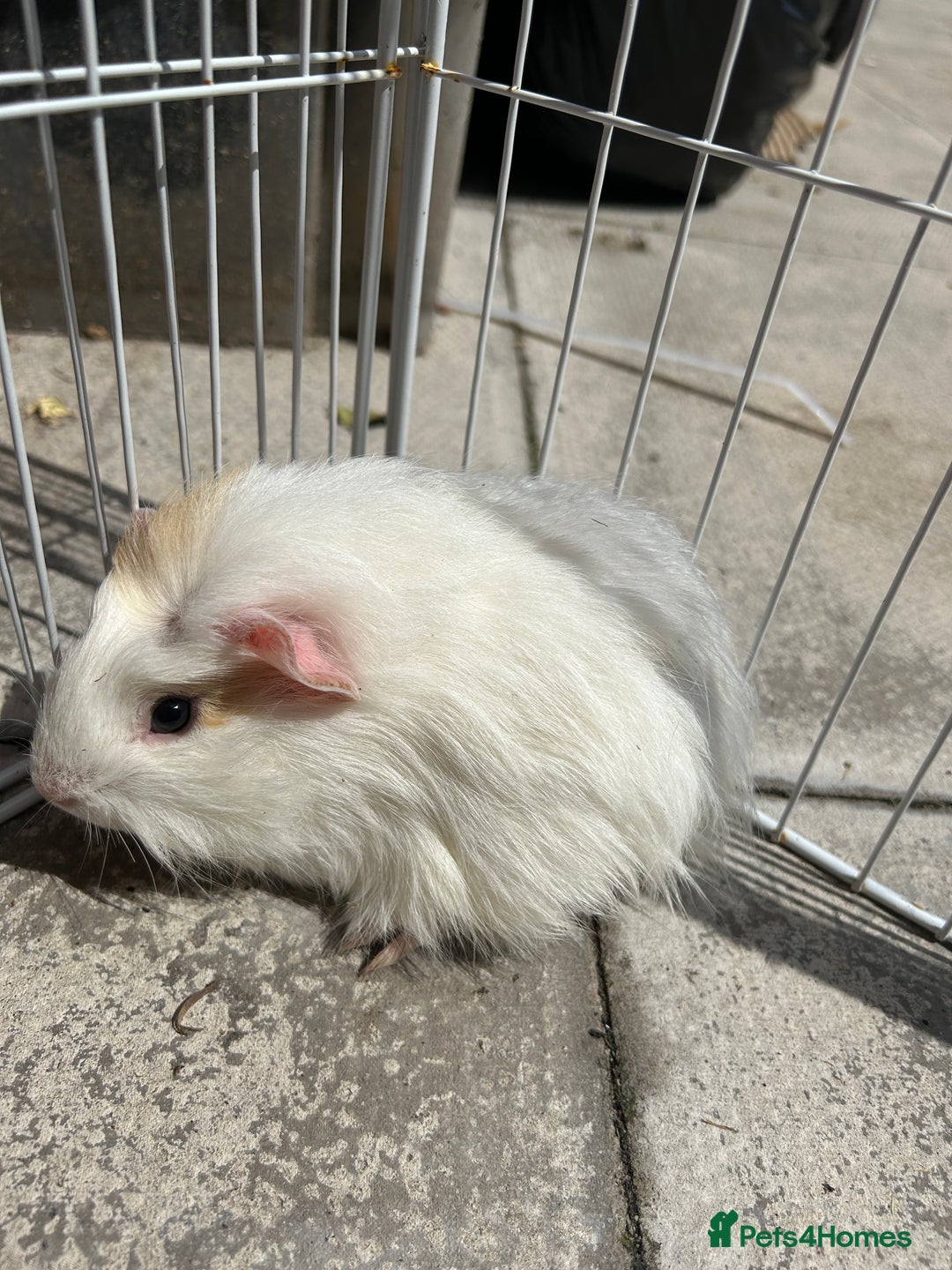 Guinea Pig rodents for sale: Guinea pigs for sale - Image 1
