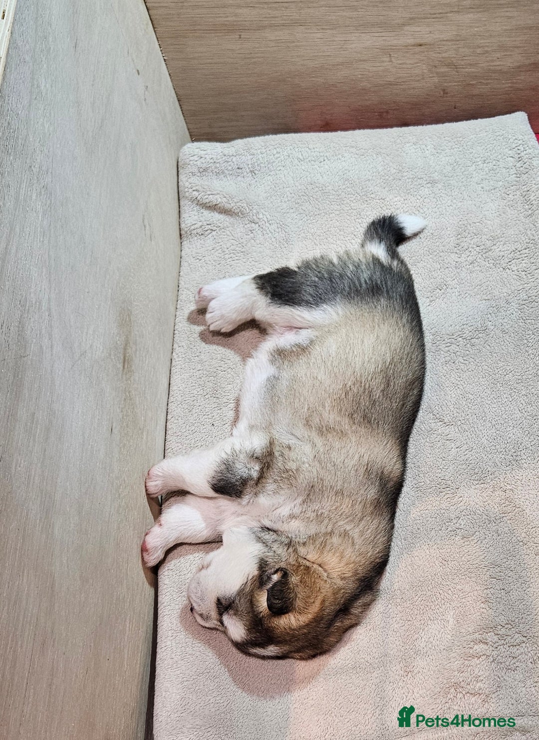 Alaskan Malamute dogs for sale: Litter B  - Advert 13