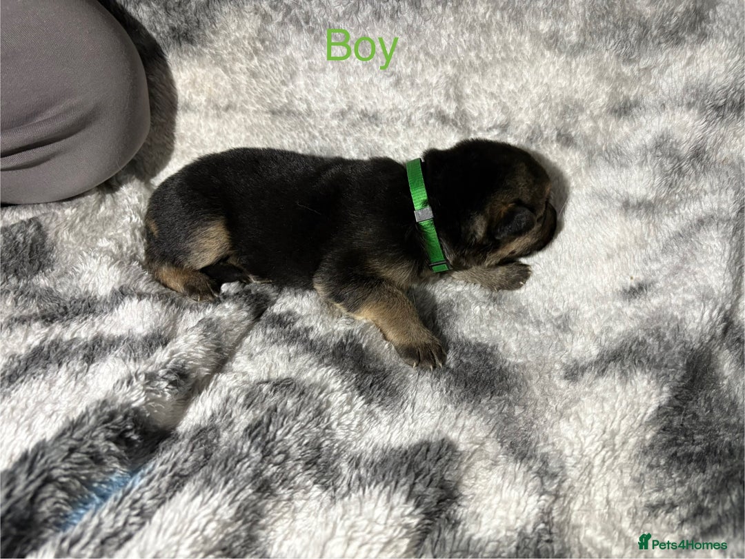 German Shepherd dogs for sale: Beautiful German Shepard puppies  - Advert 5
